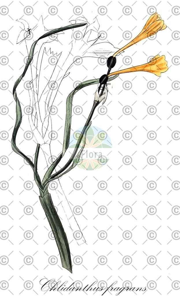 HistAbb_wfo-0000763183_3_ENZY_Simple | Historische Abbildung von Chlidanthus fragrans - Amaryllidaceae (Prunkblüte) | Historical Illustration of Chlidanthus fragrans - Amaryllidaceae