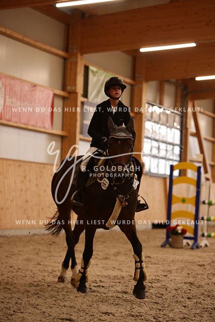 1J2A3754Fiby Sosna_ D_Amour du Foret Z_ Kn197_ Hohen Wieschendorf_ Glantz | Foto- und Videografie für alles rund ums Pferd. Hochwertige Bilder und Videos vom Spring- und Dressurreiten, Voltigieren & mehr. Jetzt aktuelle Veranstaltungen und Preise im Shop ansehen. - Realisiert mit Pictrs.com