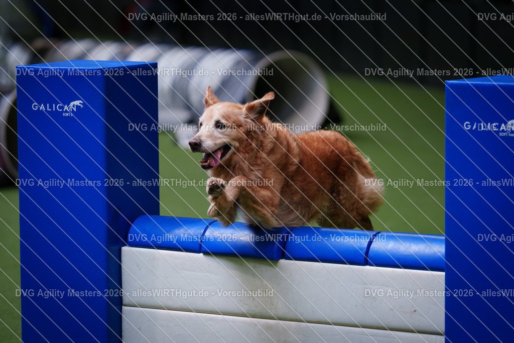 allesWIRTHgut_Tierfotografie-DVG_Agility_Masters_2026-13_28-7R509503 | Professionelle Tierfotografie in Mönchengladbach von Daniel Wirth (allesWIRTHgut). Liebevolle & natürliche Bilder von Hunden & Katzen für unvergessliche Erinnerungen.