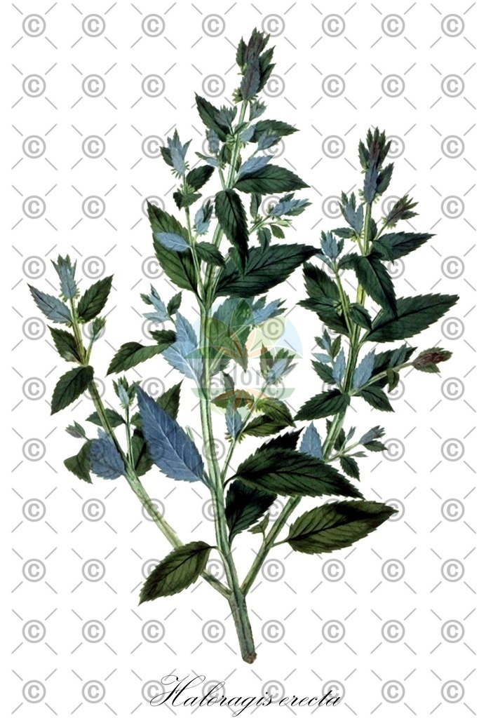 HistAbb_wfo-0001333857_1_ENZY_Simple | Historische Abbildung von Haloragis erecta - Haloragaceae | Historical Illustration of Haloragis erecta - Haloragaceae