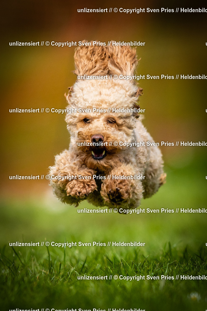 Sven Pries | 2025-04-13 - Hunderennen Baden-Baden - Realisiert mit Pictrs.com