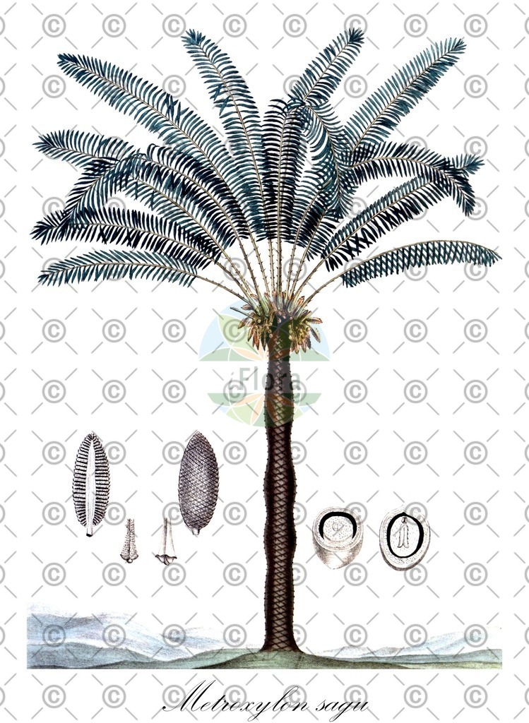 HistAbb_wfo-0000242653_4_ENZY_Simple | Historische Abbildung von Metroxylon sagu - Arecaceae | Historical Illustration of Metroxylon sagu - Arecaceae
