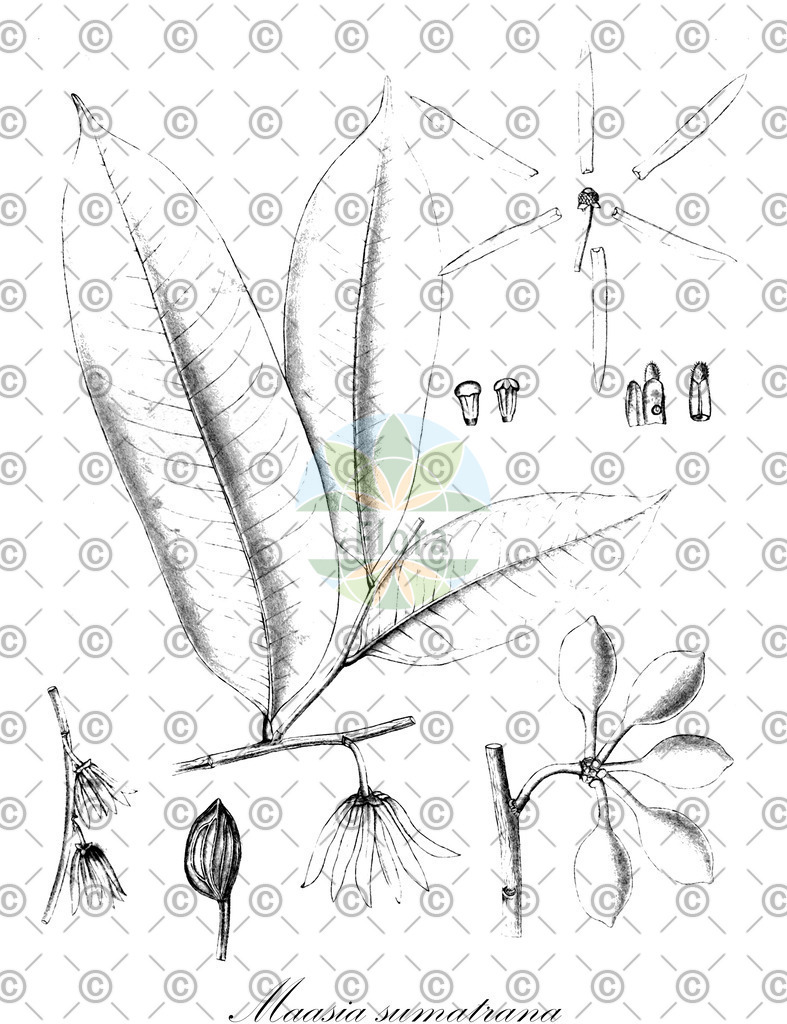 HistAbb_wfo-0000452230_1_ENZY_Simple | Historische Abbildung von Maasia sumatrana - Annonaceae | Historical Illustration of Maasia sumatrana - Annonaceae