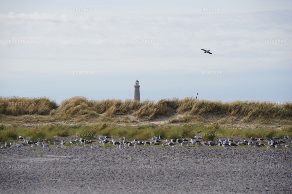 Birds | Dänemark, Skagen Fyr - Realisiert mit Pictrs.com
