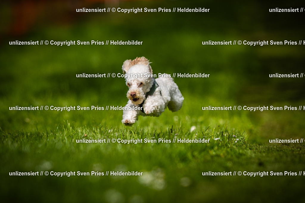 Sven Pries | 2025-04-13 - Hunderennen Baden-Baden - Realisiert mit Pictrs.com