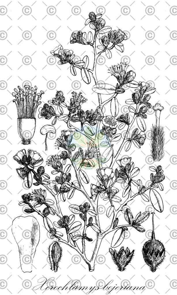 HistAbb_wfo-0000751979_2_ENZY_Simple | Historische Abbildung von Xerochlamys bojeriana - Sarcolaenaceae | Historical Illustration of Xerochlamys bojeriana - Sarcolaenaceae