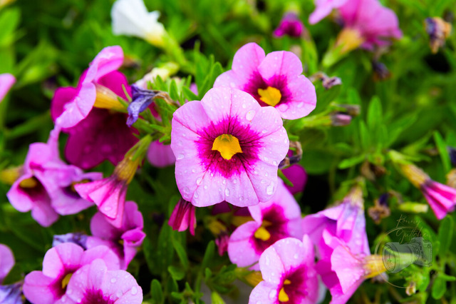 _DSC6103 | Shop für Prints Landschaftsfotografie Sächsische Schweiz Naturfotografie in Thüringen Fotos vom Findlingspark Nochten Kloster Sankt Marienstern Bilder Festung Königstein PanoramaRhododendronpark Kromlau FotogalerSchleswig-Holstein Küstenlandschaften