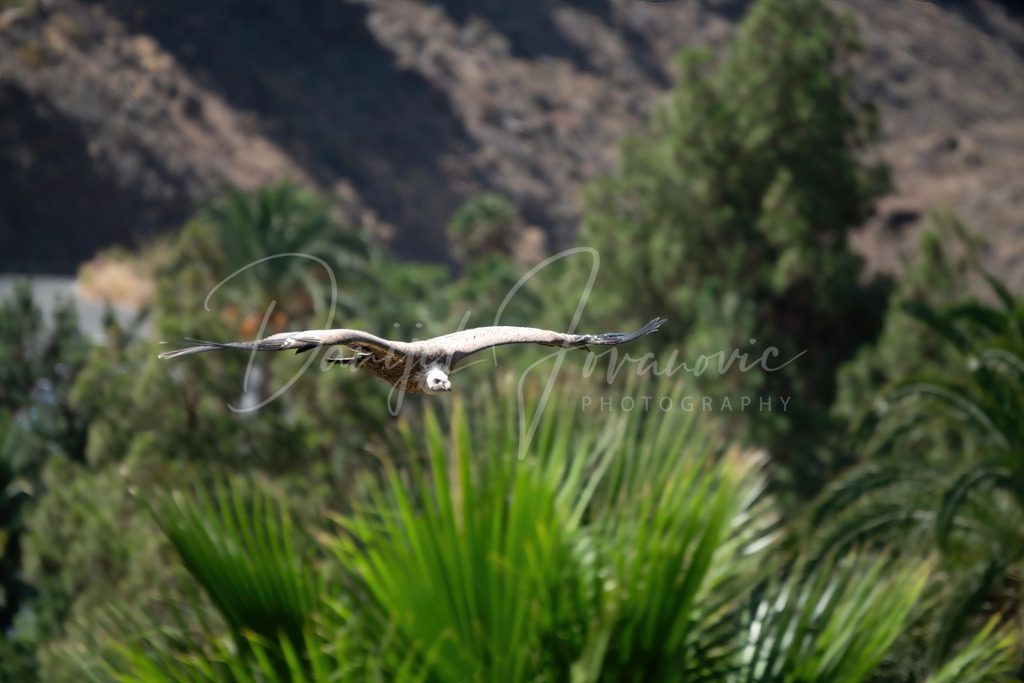 Condor | Ein wunderschöner Condor im Flug