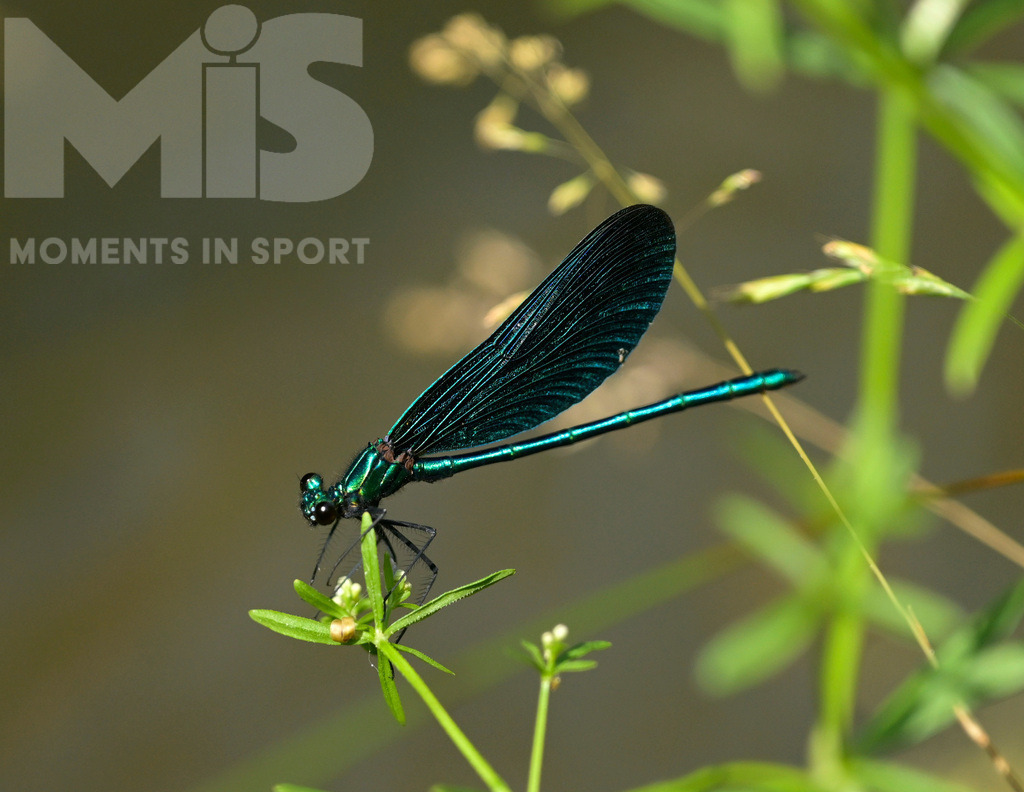 mis180220bf14.JPG | 16.06.2022, Mindelheim im Unterallgäu, Der Naturlehrgarten im Mindelheimer Süden.  Eine Prachtlibelle am Bachlauf  - Realisiert mit Pictrs.com