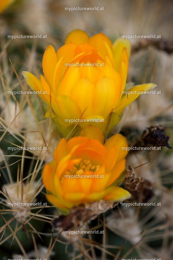 Rebutia neocumingii-001 | Das Bilderarchiv über Tiere, Planzen und Landschaften. In der Bilddatenbank finden Sie ein große Auswahl an hochwertigen Bilder für Ihre Werbung - Realisiert mit Pictrs.com