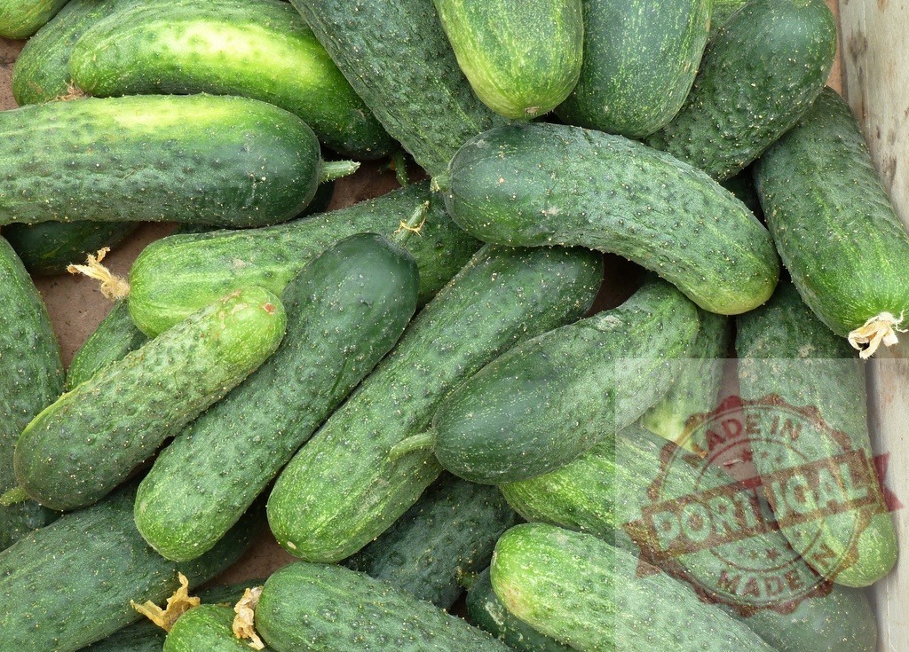 Fresh green cucumbers filling container with texture | Fresh green cucumbers harvested from a garden, piled together showcasing natural texture - Realisiert mit Pictrs.com