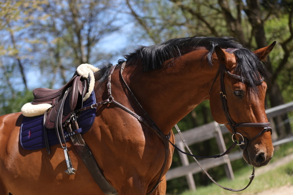 0P6A8085 | Willkommen bei Brunnmayr - Design & Fotografie – Ihrem Spezialisten für Reitturniere und Pferdeveranstaltungen in Oberösterreich, Salzburg und Bayern! Seit über 17 Jahren sind wir leidenschaftlich dabei.
