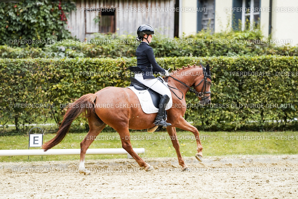 DSC08237 | Pferdegrafie