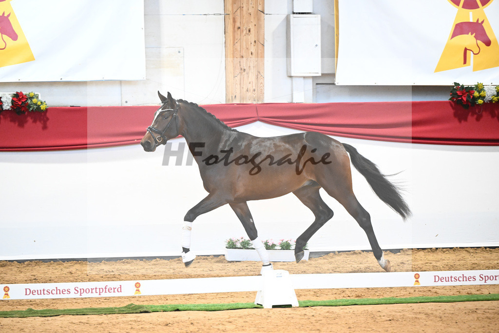 Kat-Nr. 7 Bon Vivaldi x Florencio I_Kornes_43231774 | hf-fotografie - Realisiert mit Pictrs.com