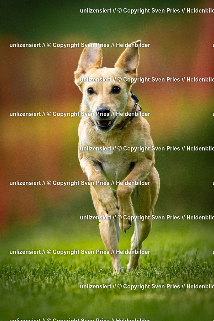 Sven Pries | 2025-09-21 - Hunderennen Baden-Oos - Realisiert mit Pictrs.com