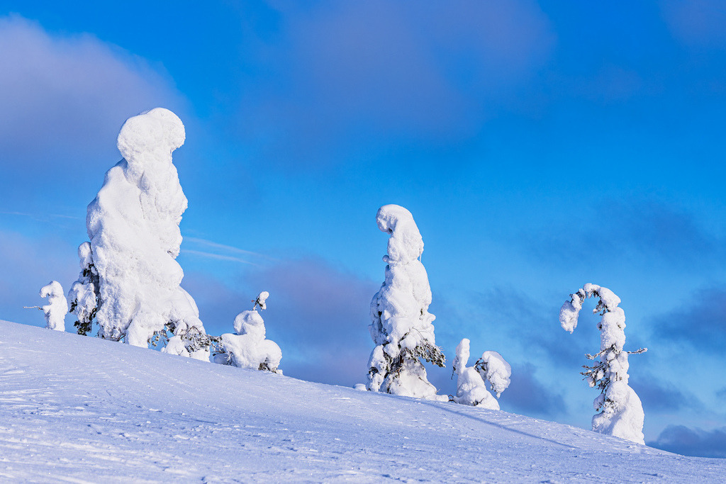 Landschaft mit Schnee und Bäumen im Winter in Ruka, Finnland | Landschaft mit Schnee und Bäumen im Winter in Ruka, Finnland.