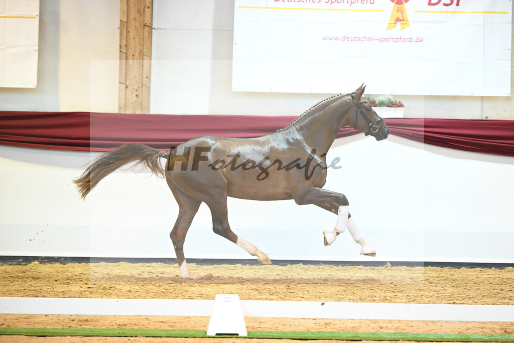 Kat-Nr. 58 v. Vivino_Gestuet Greim_66222334 | hf-fotografie - Realisiert mit Pictrs.com