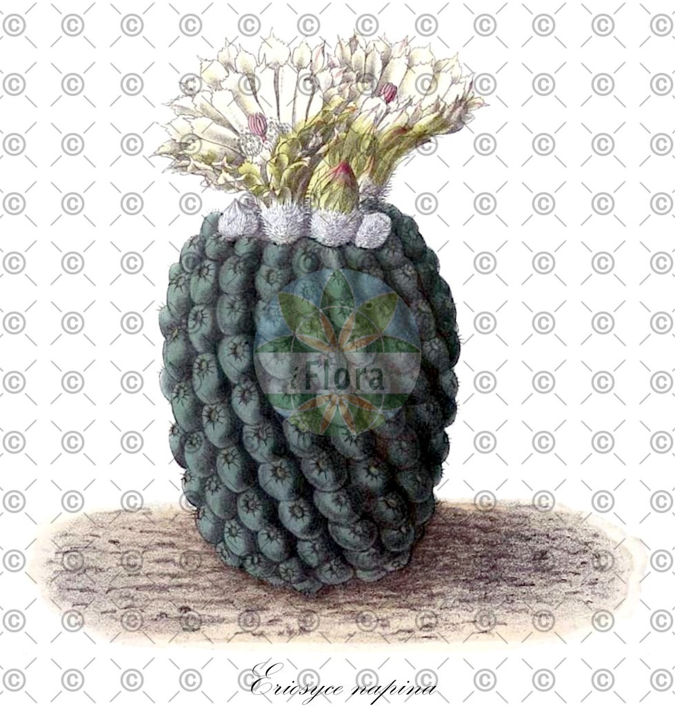 HistAbb_wfo-0000676182_1_ENZY_Simple | Historische Abbildung von Eriosyce napina - Cactaceae | Historical Illustration of Eriosyce napina - Cactaceae