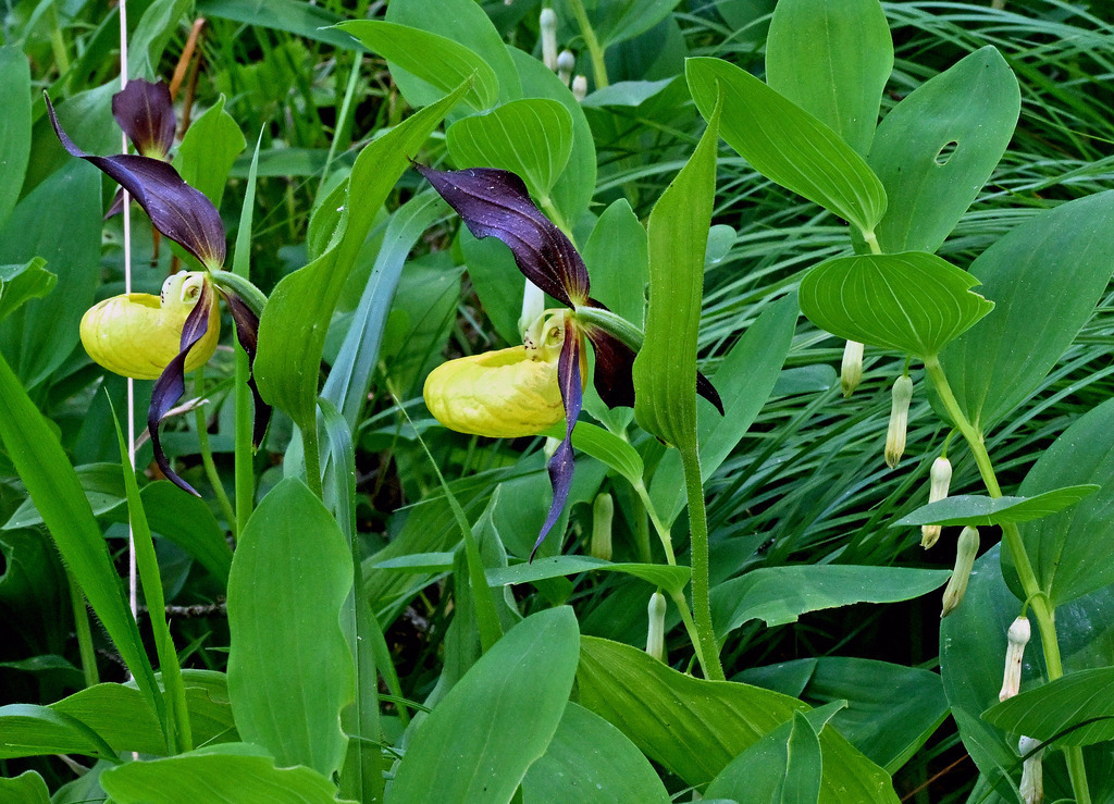Frauenschuh16 | greenwatching-with-luci - Realisiert mit Pictrs.com