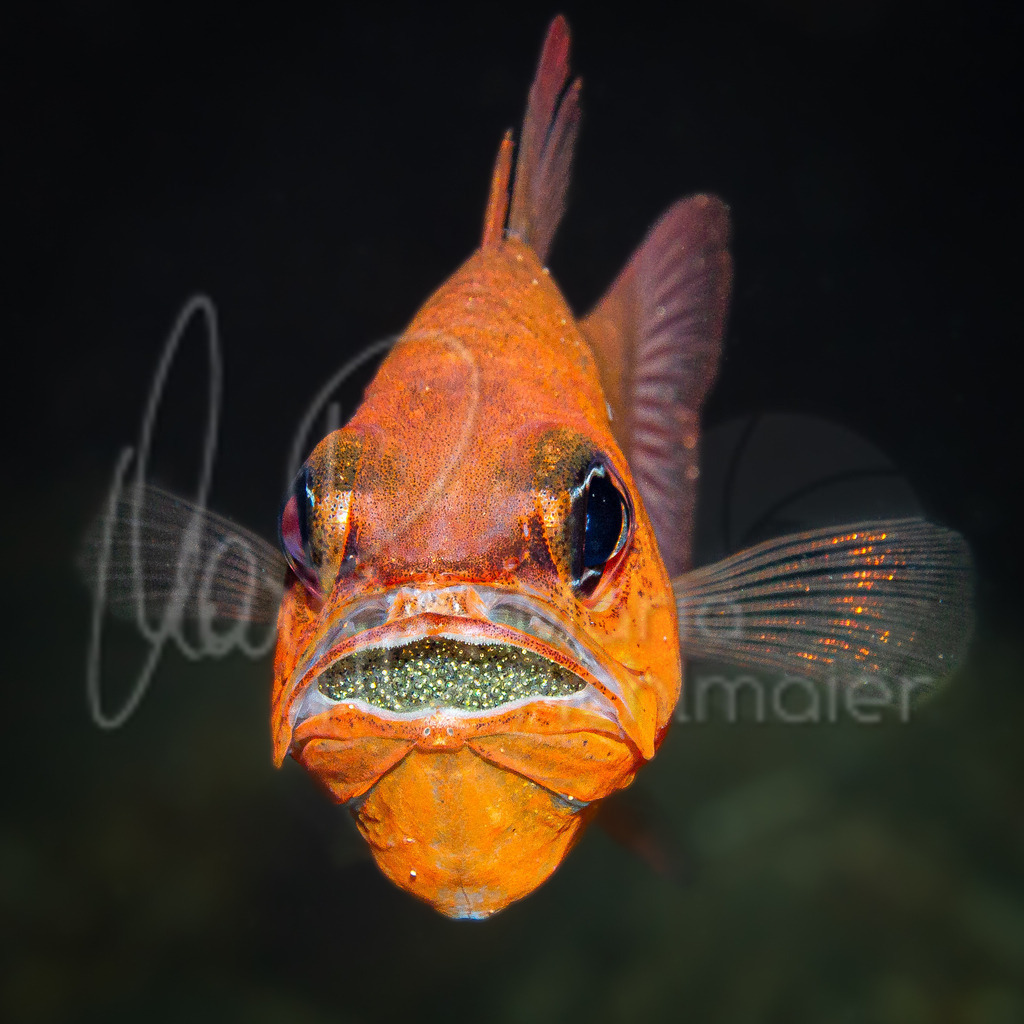 Apogon imberbis | Mouth-breeder: Cardinal fish / Salmonete real / Meerbarbenkönig - Realisiert mit Pictrs.com