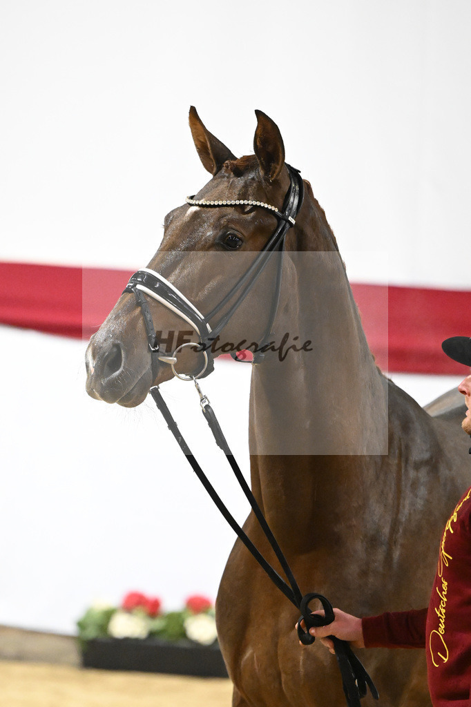 Kat-Nr. 6 v. Vitalis_Beckmann_63220164 | hf-fotografie - Realizzato con Pictrs.com