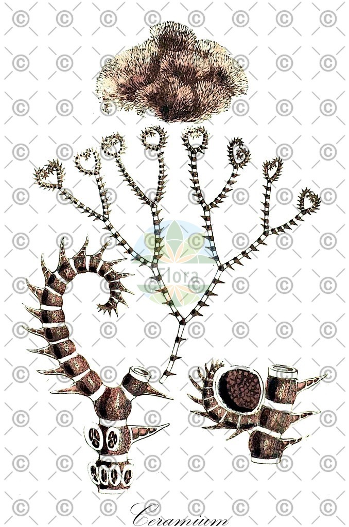 HistAbb_3KMH_2_ENZY_Simple | Historische Abbildung von Ceramium - Ceramiaceae (0) | Historical Illustration of Ceramium - Ceramiaceae (0)