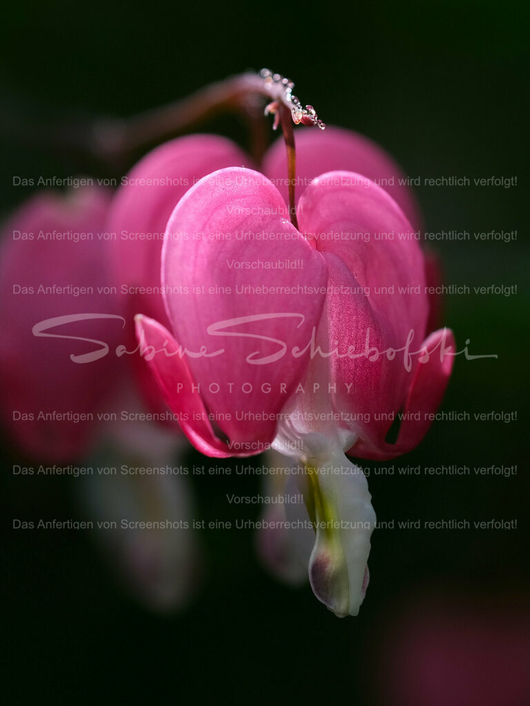 Wandbild Tränendes Herz | People- und Tierfotografie, Imageaufnahmen, Veranstaltungsfotografie und Wandbilder aus der Natur ★ Made in Germany ✔️ Druck + Downloads ✔️ Naturfotografie in Top Qualität ★ schneller Versand, weltweite Lieferung! - Realisiert mit Pictrs.com