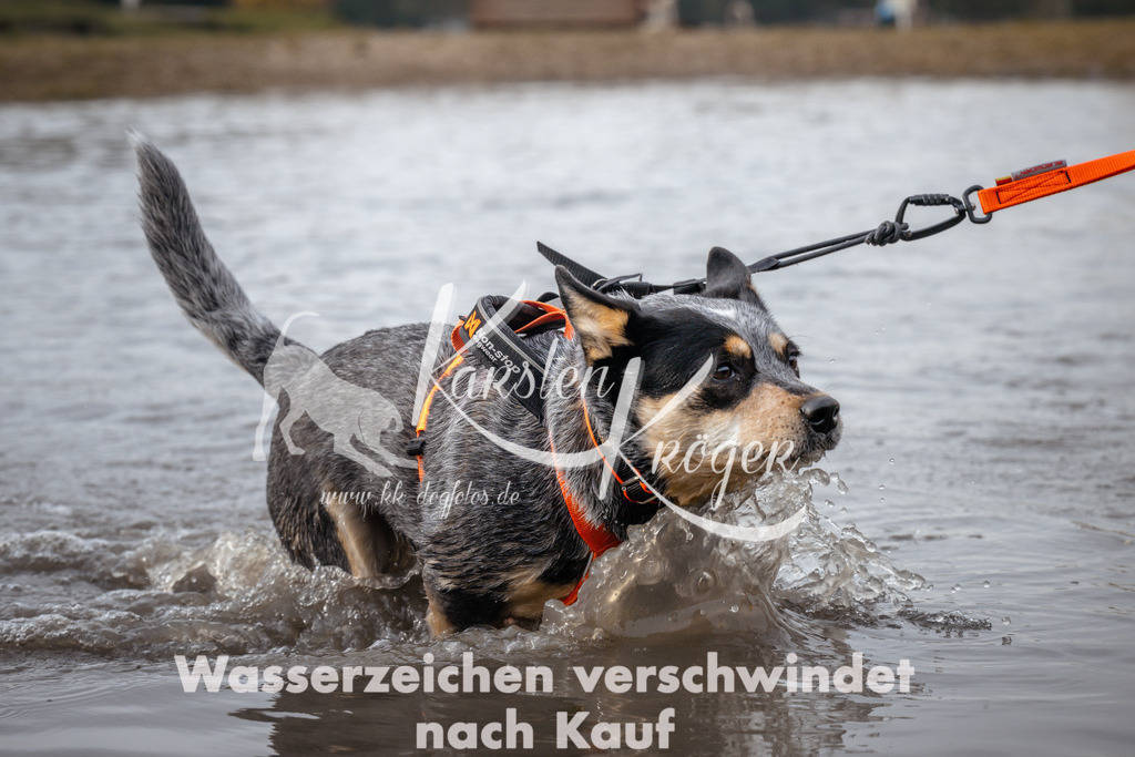 1120_ZZ94094 | kk-dogfotos