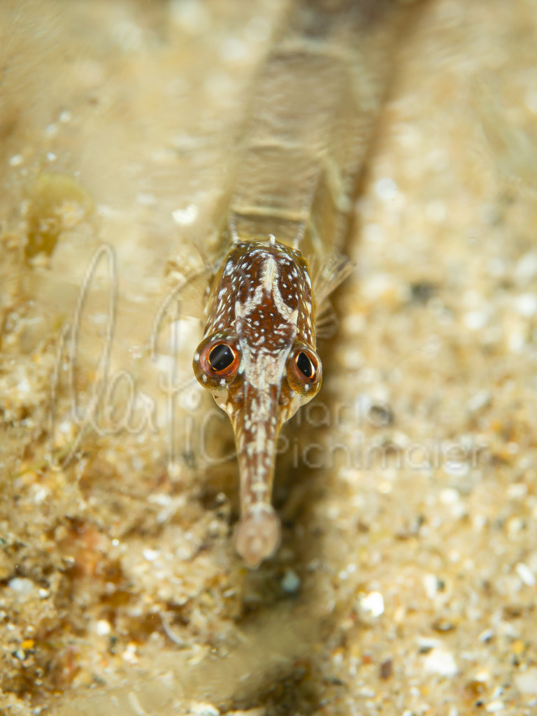 Syngnathus acus | Seenadel / Cast: Mula. Ang: Greater pipefish. Fr: Syngnathe-aiguille. - Realisiert mit Pictrs.com