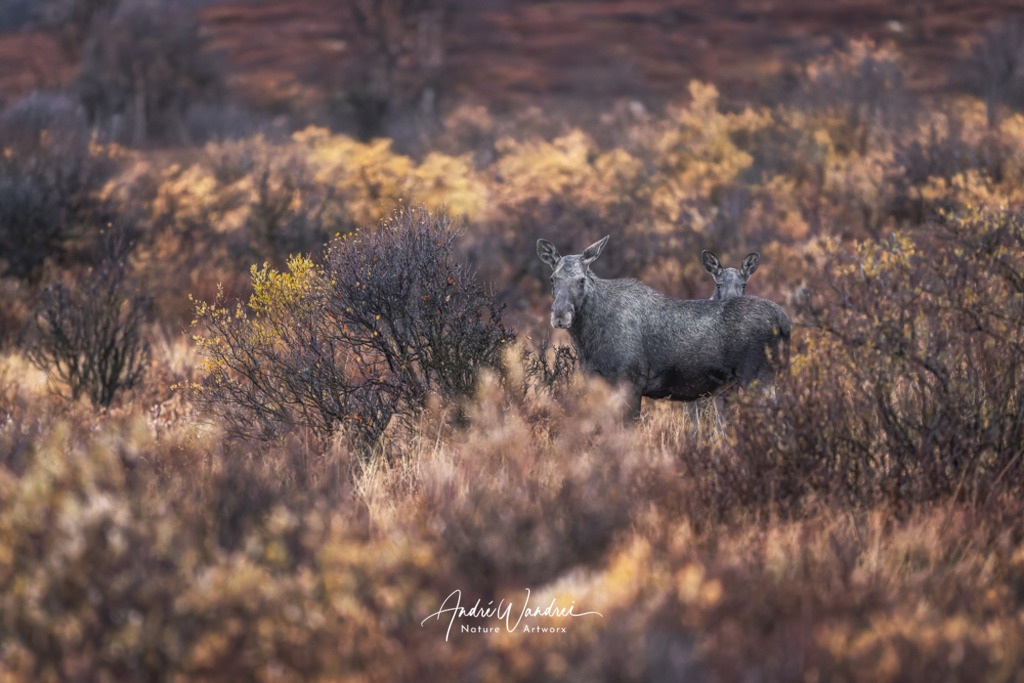 Elche im Morgengrauen | Andre Wandrei - Nature Artworx - Realisiert mit Pictrs.com