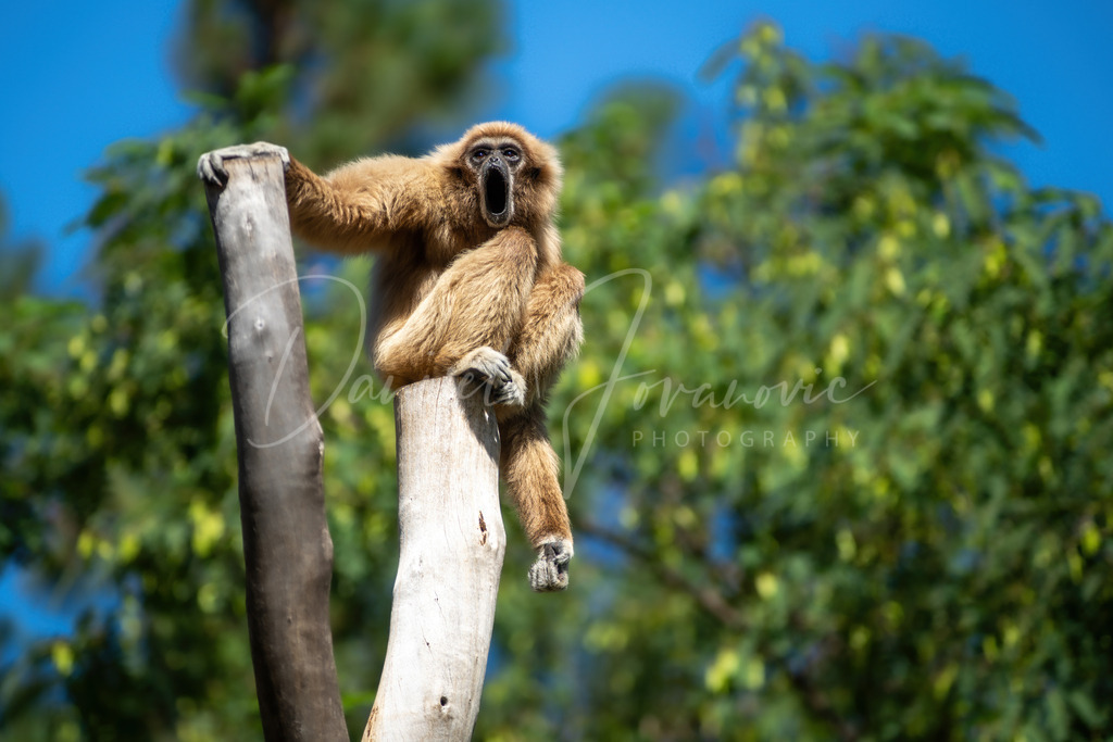 Weißhandgibbon | Ein Weißhandgibbon auf Gran Canaria