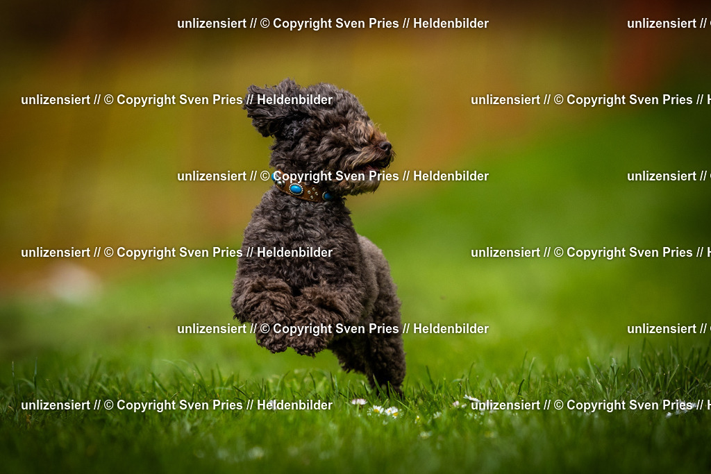 Sven Pries | 2025-04-13 - Hunderennen Baden-Baden - Realisiert mit Pictrs.com