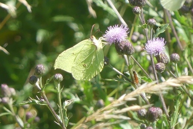Weibling an Korbblütler | Verkauf von Fotos und  Videoclips zumThema Natur.Motive sind Pflanzen, Tiere, Landschaftenund Wetter - Realisiert mit Pictrs.com