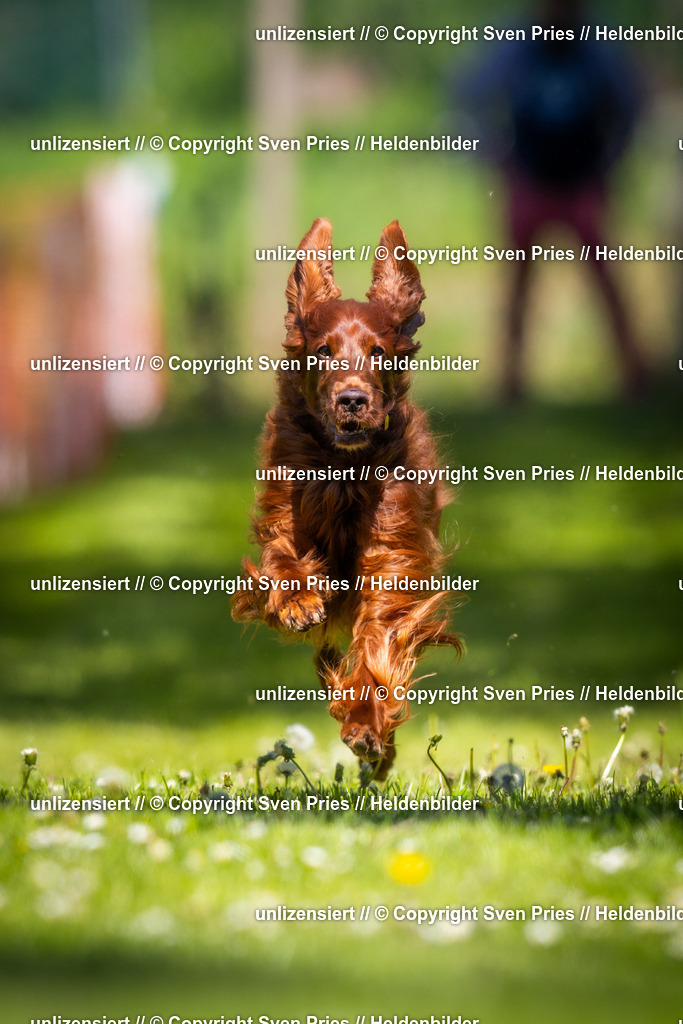Hunderennen_April_2026_65 | 2026-04-26 - Hunderennen Baden-Oos April 2026 - Realisiert mit Pictrs.com