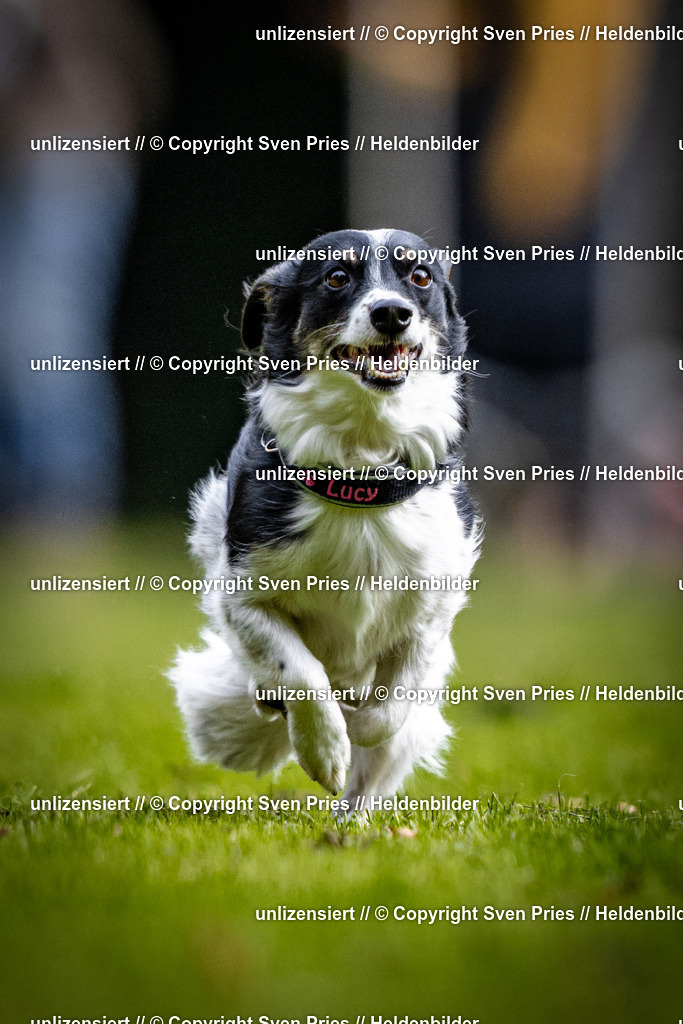 Sven Pries | 2025-10-03 - Hunderennen Obergrombach - Realisiert mit Pictrs.com