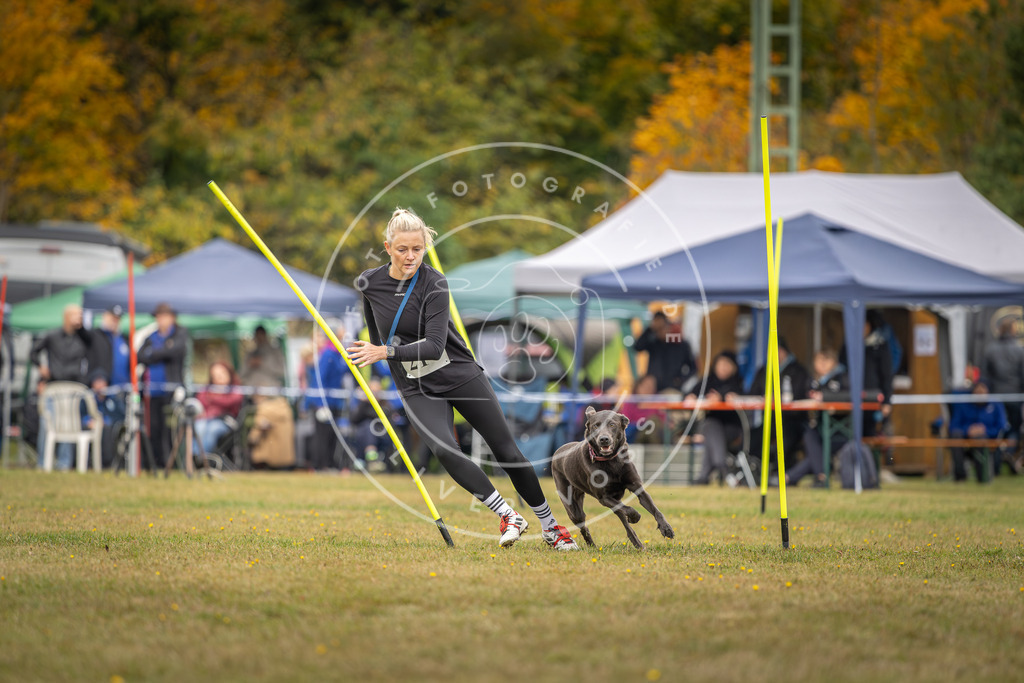 Pfotenfotografie_DV3A3426 | Hundefotografie, Tierfotograf, Pfotenfotografie, Fotoshooting Hund, Hunde Portrait, Hundesport, Hundeportraits, Heideshooting, Hunde, Sportfotograf, Hundefotograf, Turnierhundsport, THS,  - Realisiert mit Pictrs.com