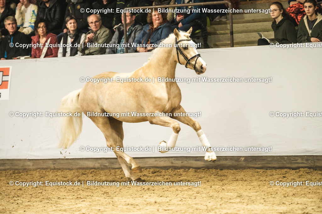20240302_Hengstvorstellung_Marbach_TOMsPiC_0863-2 | equistock