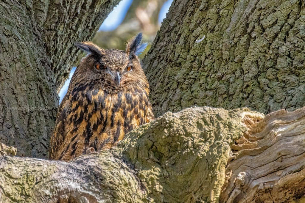 Uhu | ..in der Kinderstube - Realisiert mit Pictrs.com