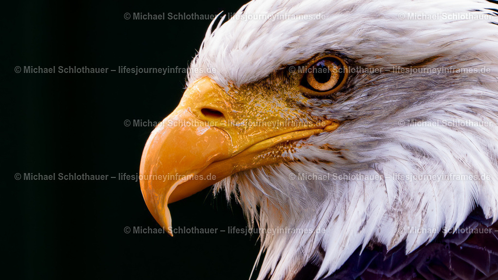 Weißkopfseeadler Portrait | Wildlife- und Landschaftsfotografie als Wandbild, Poster & mehr. Einzigartige Naturmomente aus Neuseeland, Norwegen & weltweit – fotografiert von Michael Schlothauer. - Realisiert mit Pictrs.com