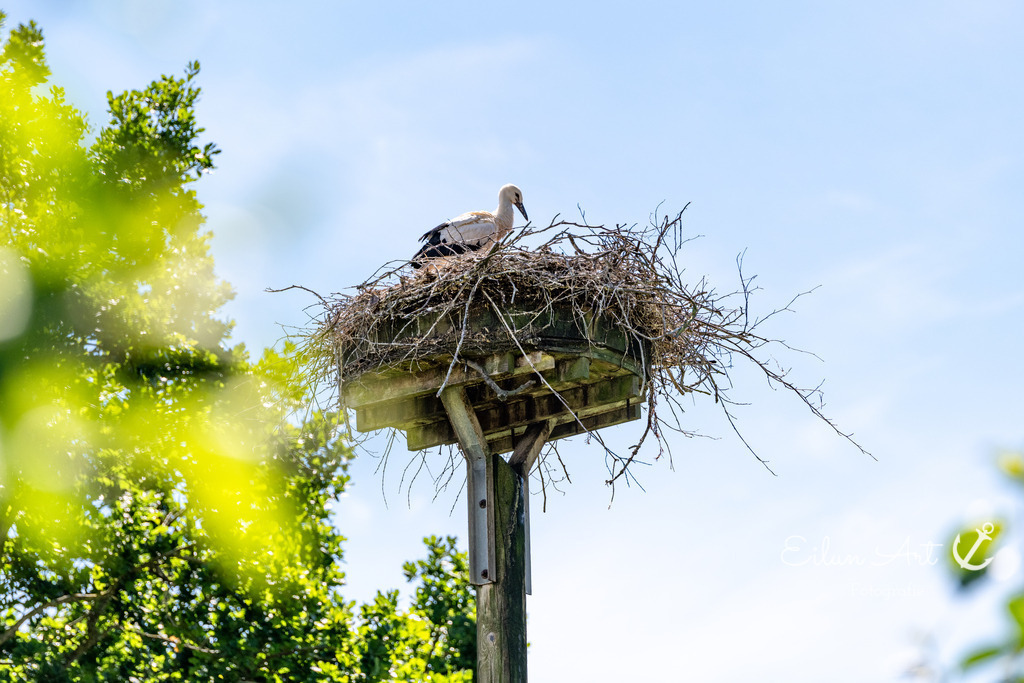 20240616-EAF_2267 | Eilun-Art-Fotografie Levke Martens, ihre Fotografin für Immobilien- und Landschaftsfotografie auf Föhr, Föhrer Motive als Poster, Leinwand, hinter Acrylglas oder stelle dir deinen eigenen Monatskalender zusammen, mit nur einem Klick