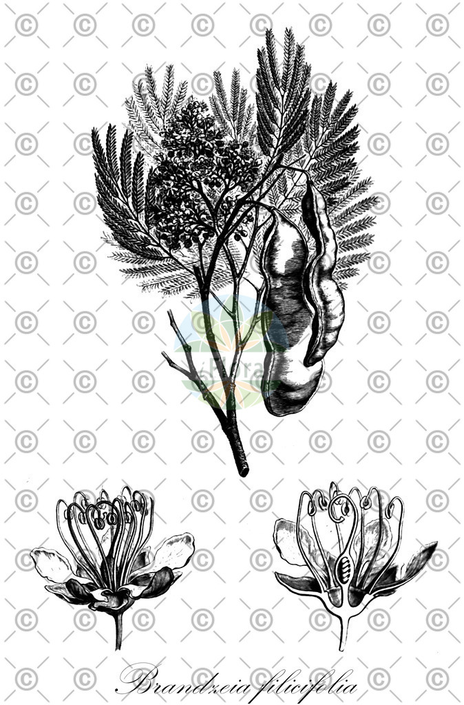 HistAbb_wfo-0000392265_1_ENZY_Simple | Historische Abbildung von Brandzeia filicifolia - Fabaceae | Historical Illustration of Brandzeia filicifolia - Fabaceae