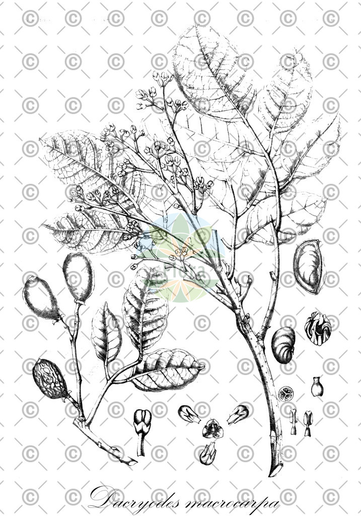 HistAbb_wfo-0000636808_1_ENZY_Simple | Historische Abbildung von Dacryodes macrocarpa - Burseraceae | Historical Illustration of Dacryodes macrocarpa - Burseraceae