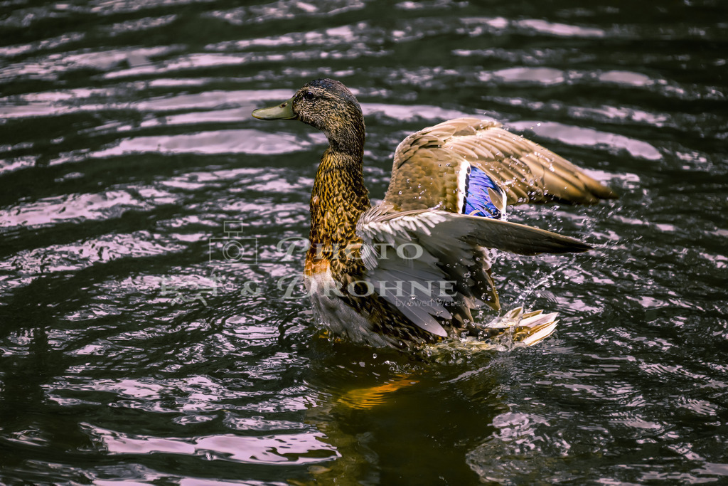 Ente Badespaß Aschaffenburg-1694 | Die Ente genießt ihr Bad im Teich im Kühruhgraben in  der Stadtmitte von Achaffenburg in Bayern. Der Badespaß dient der Reinigung und der Pflege des Gefieders. - Realisiert mit Pictrs.com