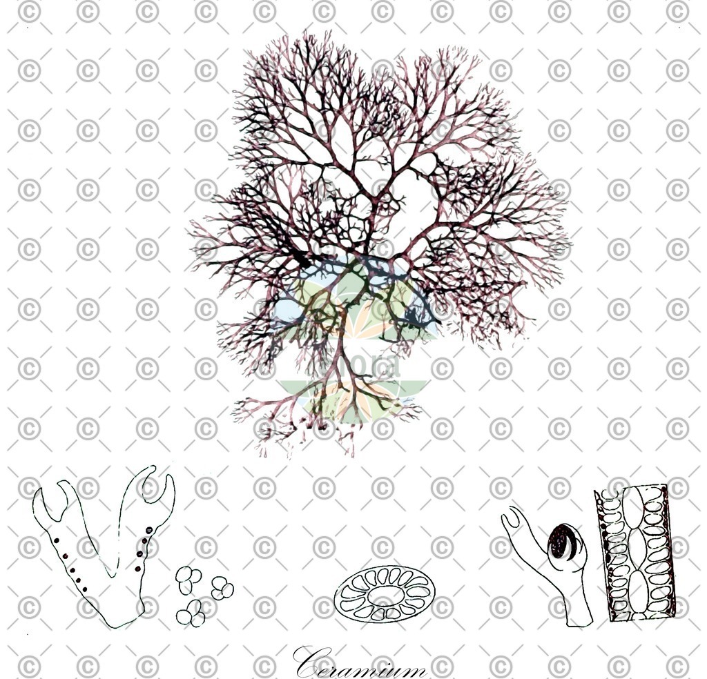 HistAbb_3KMH_5_ENZY_Simple | Historische Abbildung von Ceramium - Ceramiaceae (0) | Historical Illustration of Ceramium - Ceramiaceae (0)
