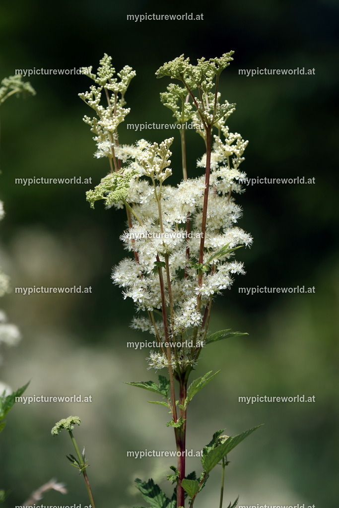 Echtes Mädesüß-006 | Das Bilderarchiv über Tiere, Planzen und Landschaften. In der Bilddatenbank finden Sie ein große Auswahl an hochwertigen Bilder für Ihre Werbung - Realisiert mit Pictrs.com