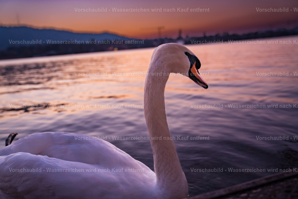 DSC01882-4 | marcuslinek