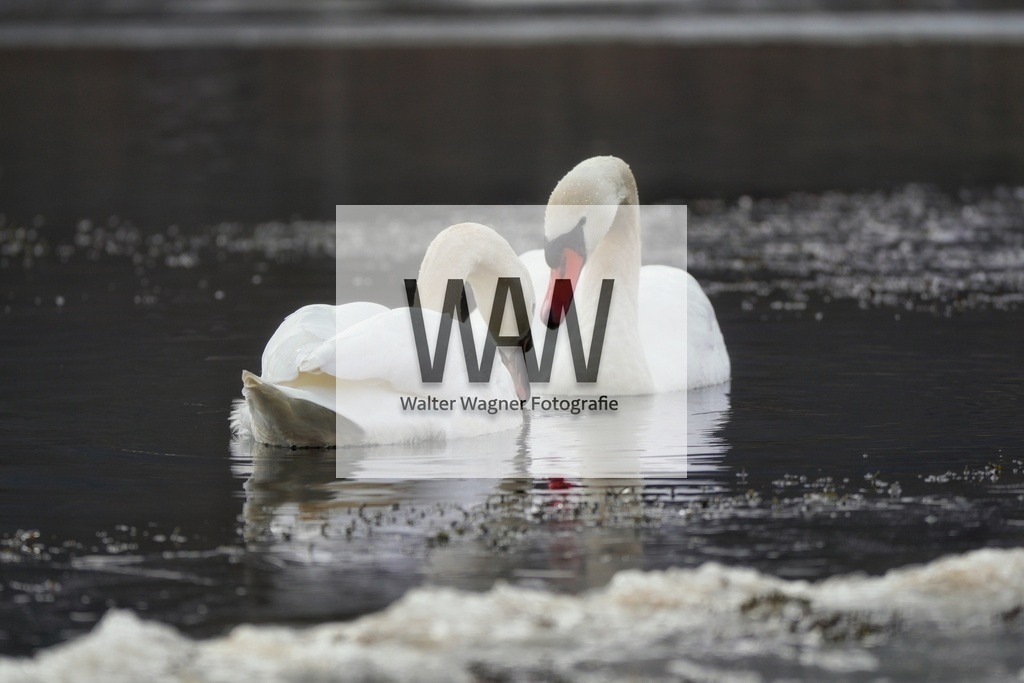 1000039856 | walter-wagner-fotografie