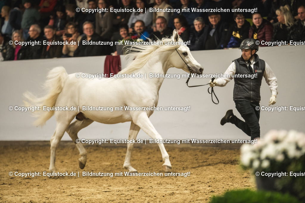 20240302_Hengstvorstellung_Marbach_TOMsPiC_1190-2 | equistock