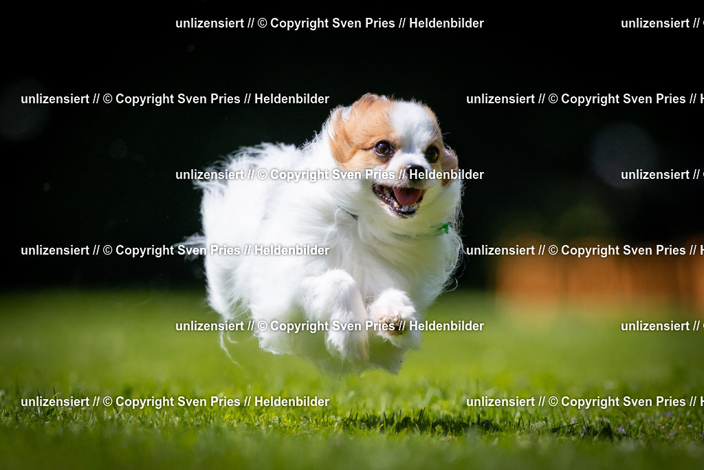 Sven Pries | 2025-08-10 - Hunderennen Durlach - Realisiert mit Pictrs.com