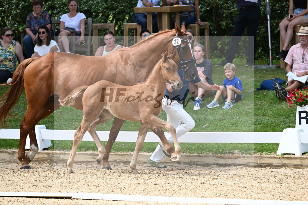 Kat-Nr. 32 SF DSP Va Bene x Diamantino_Brendauer-Fuchs_27230501 | hf-fotografie - Realisiert mit Pictrs.com